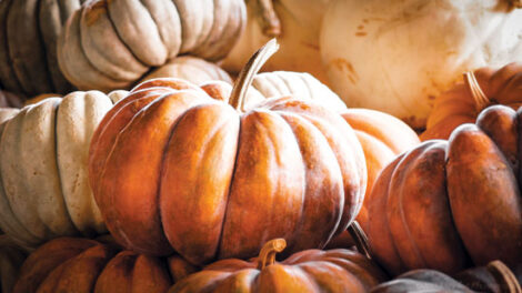 Is a Pumpkin a Squash? Understanding Cucurbitas Image